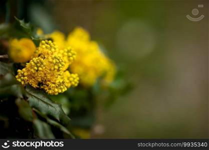 natural background of a yellow oregon grape flower bloom against a blurred green background