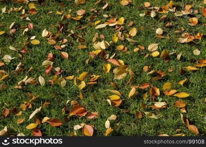 Natural background of autumnal foliage in Popular Zaimov park, Sofia, Bulgaria