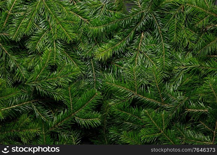 Natural background of christmas fir spruce tree branches winter holidays design. Fir branch background