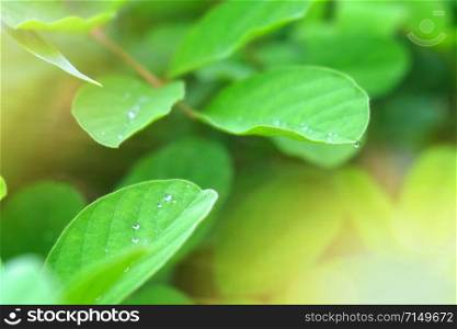 Natural background of dew drop on green leaf in garden under sunlight morning.