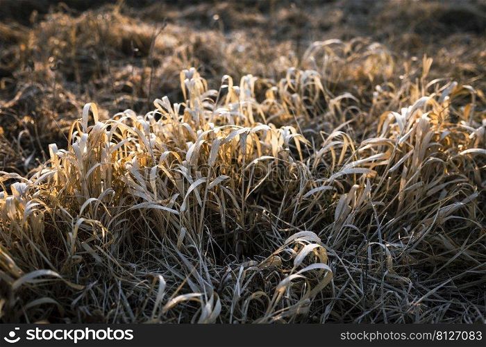 natural background of dry meadow herbs 
