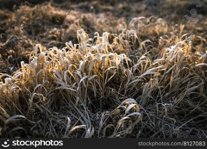 natural background of dry meadow herbs 