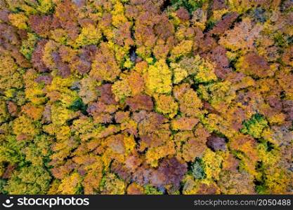 Natural background of forest area with colorful trees during autumn season. Top aerial view from drone on beautiful woodland.. Natural background of autumn forest area
