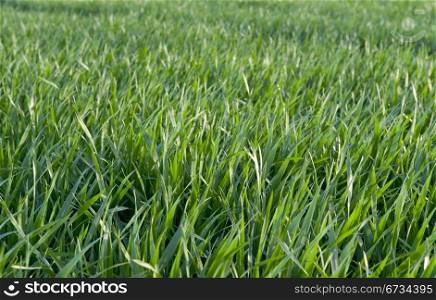 Natural Background of Fresh Green Grass