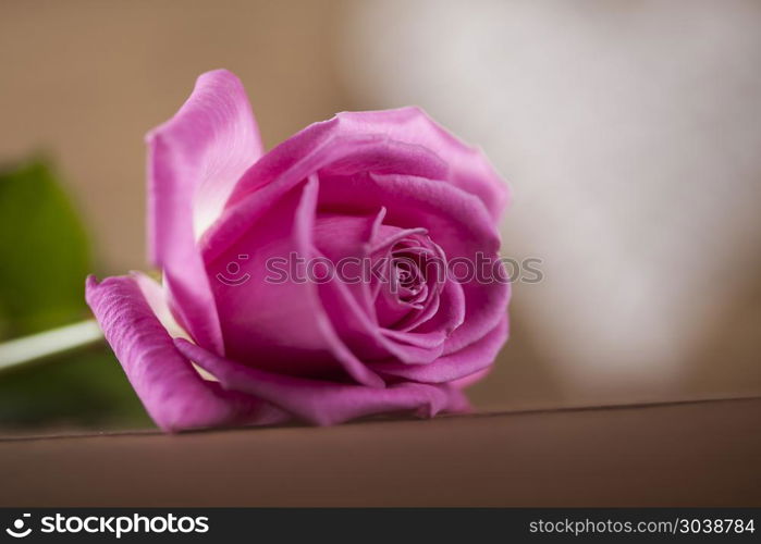 Natural background of fresh roses. Valentine&rsquo;s day concept