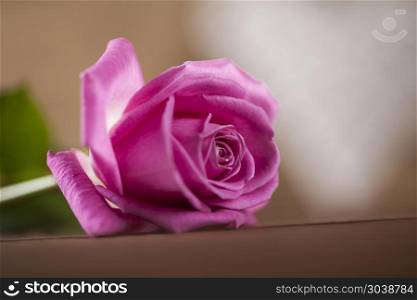 Natural background of fresh roses. Valentine&rsquo;s day concept