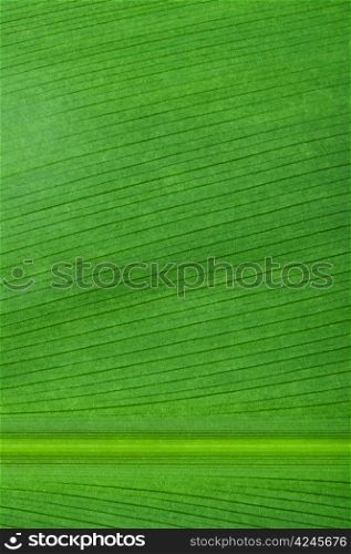 Natural background of green leaf. Close up leaf surface