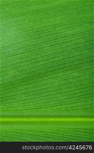 Natural background of green leaf. Close up leaf surface
