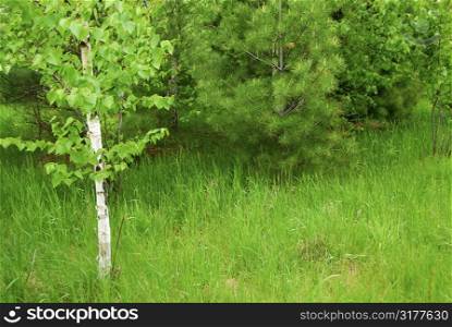 Natural background of lush green spring forest