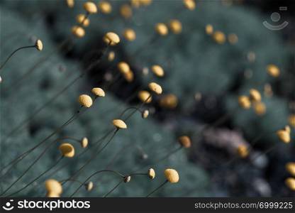 natural background of small little yellow flower buds. background of small little yellow flower buds