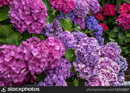 Natural background of stunning colorful flowers.