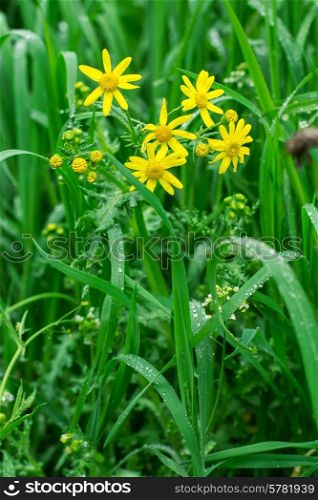 natural background of summer grass and field flowers after rain