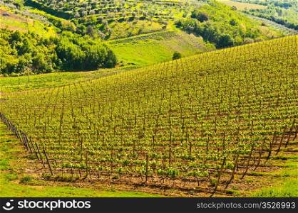 Natural Background of Vineyard in the Chianti Region
