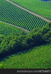 Natural Background Of Vineyard In The Chianti Region