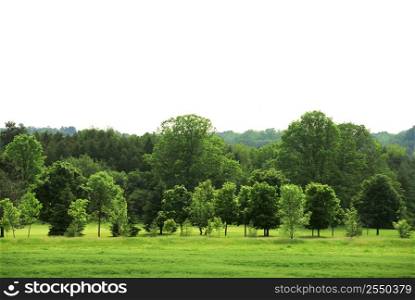 Natural background of young green forest with white copy space