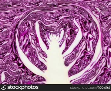 natural background - ornament from texture of sliced red cabbage
