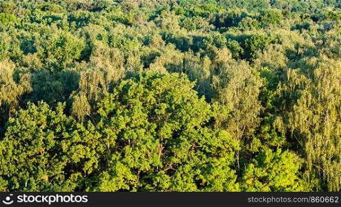 natural background - panoramic view of forest illuminated by sunset sun in summer evening