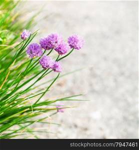 natural background - pink chives flowers close up on edge of pathway