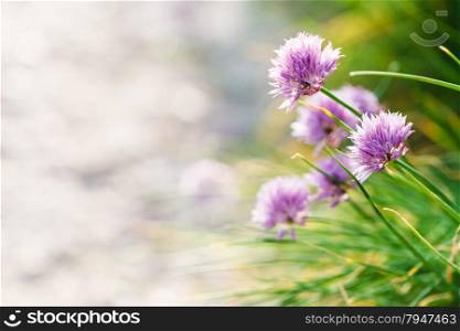 natural background - pink chives flowers close up on roadside
