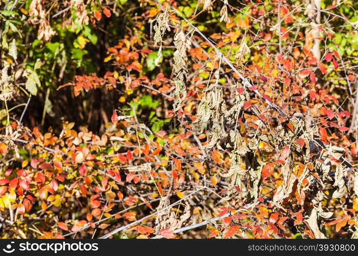 natural background - red and dried leaves of bush in forest in sunny autumn day
