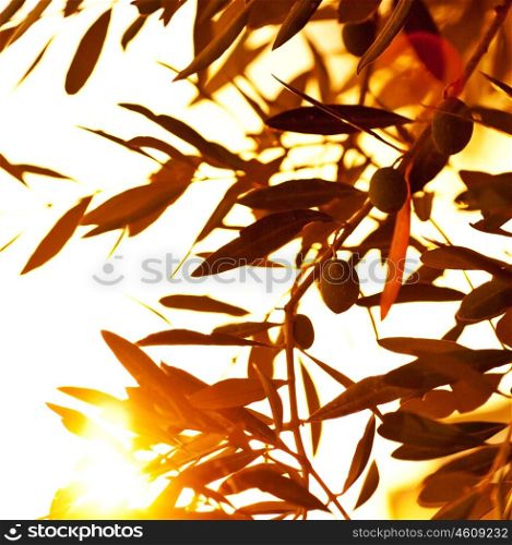 Natural background, ripe olive tree branch, healthy organic food, season black olives harvest, fresh fruits, green tree leaves over warm autumn yellow sunlight, agriculture concept, rural garden