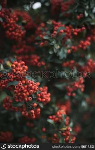 natural background. rowan bush with berries close-up