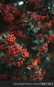 natural background. rowan bush with berries close-up