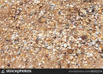 natural background - sand and shelly beach on coast of the Azov Sea, Taman peninsula, Golubitskaya resort, Russia