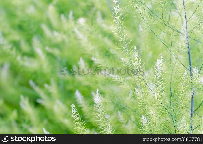 Natural background small green leaves of Asparagus Officinalis