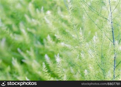Natural background small green leaves of Asparagus Officinalis