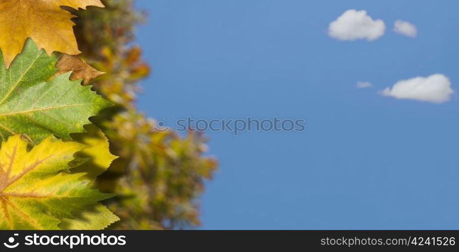 Natural background with autumn leaves.Blue sky and clouds copy space