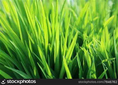 Natural background with fresh spring green plant