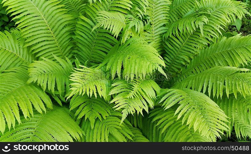 Natural background with green fresh fern branches