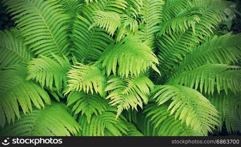 Natural background with green fresh fern branches, vintage effect