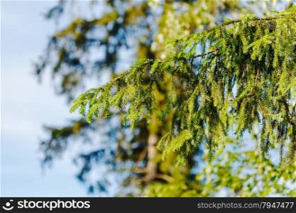 natural background with green spruce branch in sunny summer day