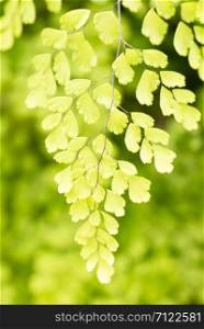 Natural background with leaves of ginkgo biloba tree in summer. fresh morning atmosphere outdoor garden.