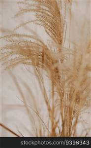 Natural background with p&as grass. Dried soft plants, Cortaderia selloana. Dry grass, boho style. Vertical backdrop, pastel colors. Natural background with p&as grass. Dried soft plants, Cortaderia selloana. Dry grass, boho style. Vertical backdrop, pastel colors.
