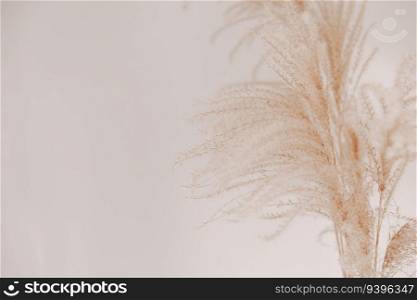 Natural background with p&as grass. Dried soft plants, Cortaderia selloana. Dry grass, boho style. Pastel colors. Copy space for text. Natural background with p&as grass. Dried soft plants, Cortaderia selloana. Dry grass, boho style. Pastel colors. Copy space for text.