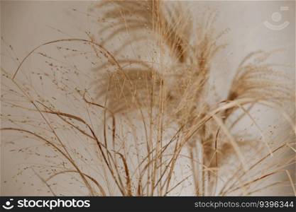 Natural background with pampas grass. Dried soft plants, Cortaderia selloana. Dry grass, boho style. Pastel colors. Natural background with pampas grass. Dried soft plants, Cortaderia selloana. Dry grass, boho style. Pastel colors.