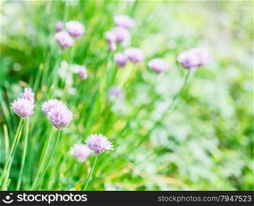 natural background with pink flowers of chives herb on green summer lawn