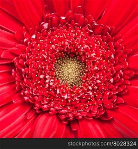 natural background - yellow center of red gerbera bloom close up