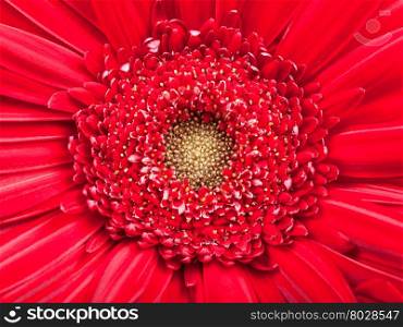 natural background - yellow center of red gerbera flower close up
