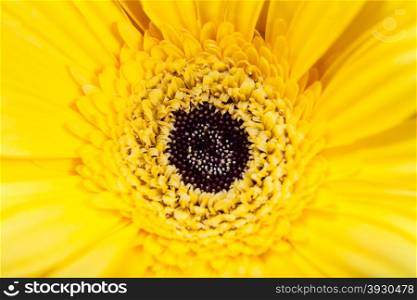 natural background - yellow gerbera flower close up