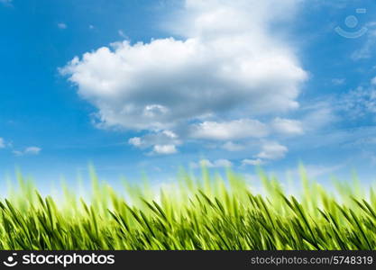 Natural backgrounds with green foliage under bright summer sun