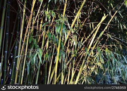 natural bamboo forest