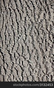 Natural bark of the tree in the park