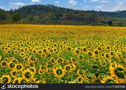 Natural beauty of sunflower field with hill and blue sky.