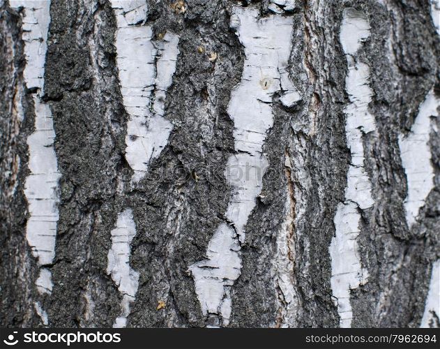 Natural birch background, birch background