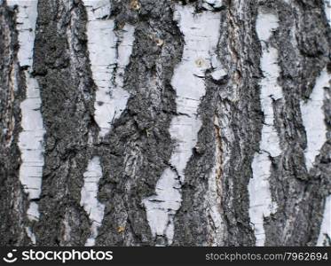 Natural birch background, birch background