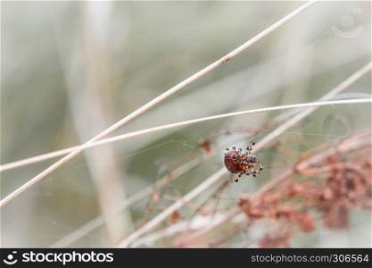Natural blurred pastel background - brown spider with a black spot weaves a web among the autumn grass. Selective focus.. Spider Weaves A Web